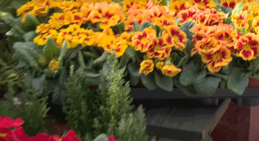 Nỗi niềm người Việt hành nghề bán hàng hoa ở Đức: Ngày làm 12 tiếng, 7 ngày 1 tuần, cứ thế cho tới khi không thể