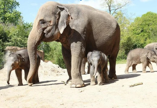 Thư Sở thú Leipzig Đức, gửi những người hâm mộ mời đặt tên cho voi con gốc Việt Nam mới sinh